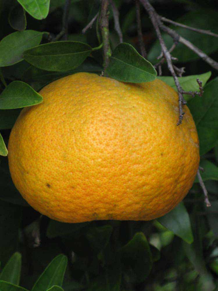            Fruit (Riverside, CA)   